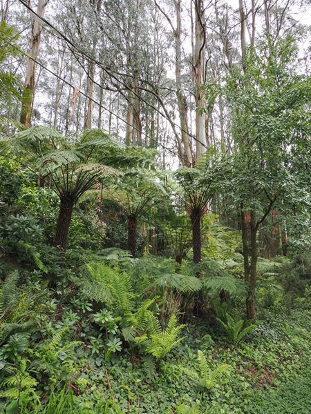 Bos in de Dandenong Ranges, Australië